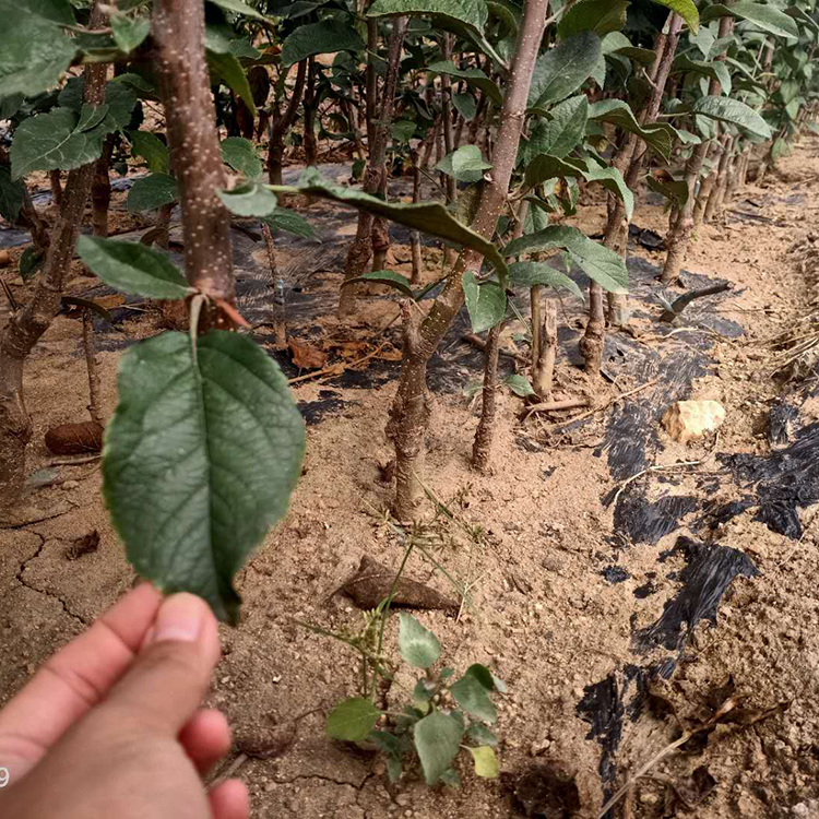 爱妃苹果苗现挖现卖 爱妃苹果苗大量批发 亿森 简介
