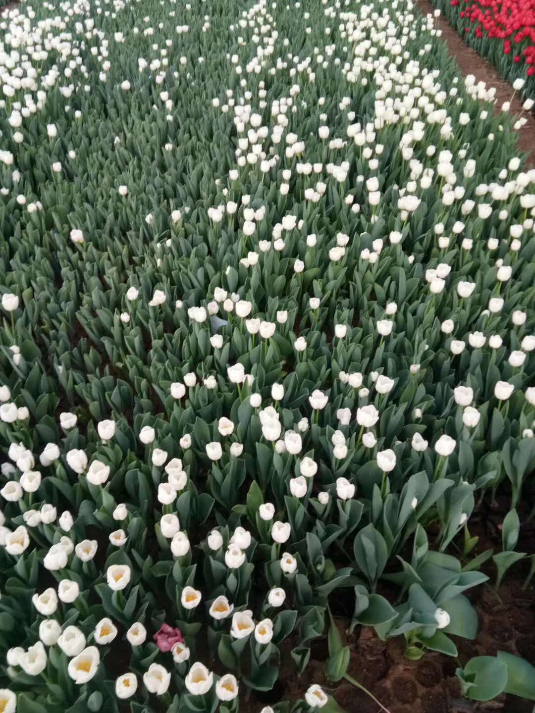 首頁 農業 花卉種子種苗 花卉種子種苗 東營 鬱金香花苗 志雅花卉基地