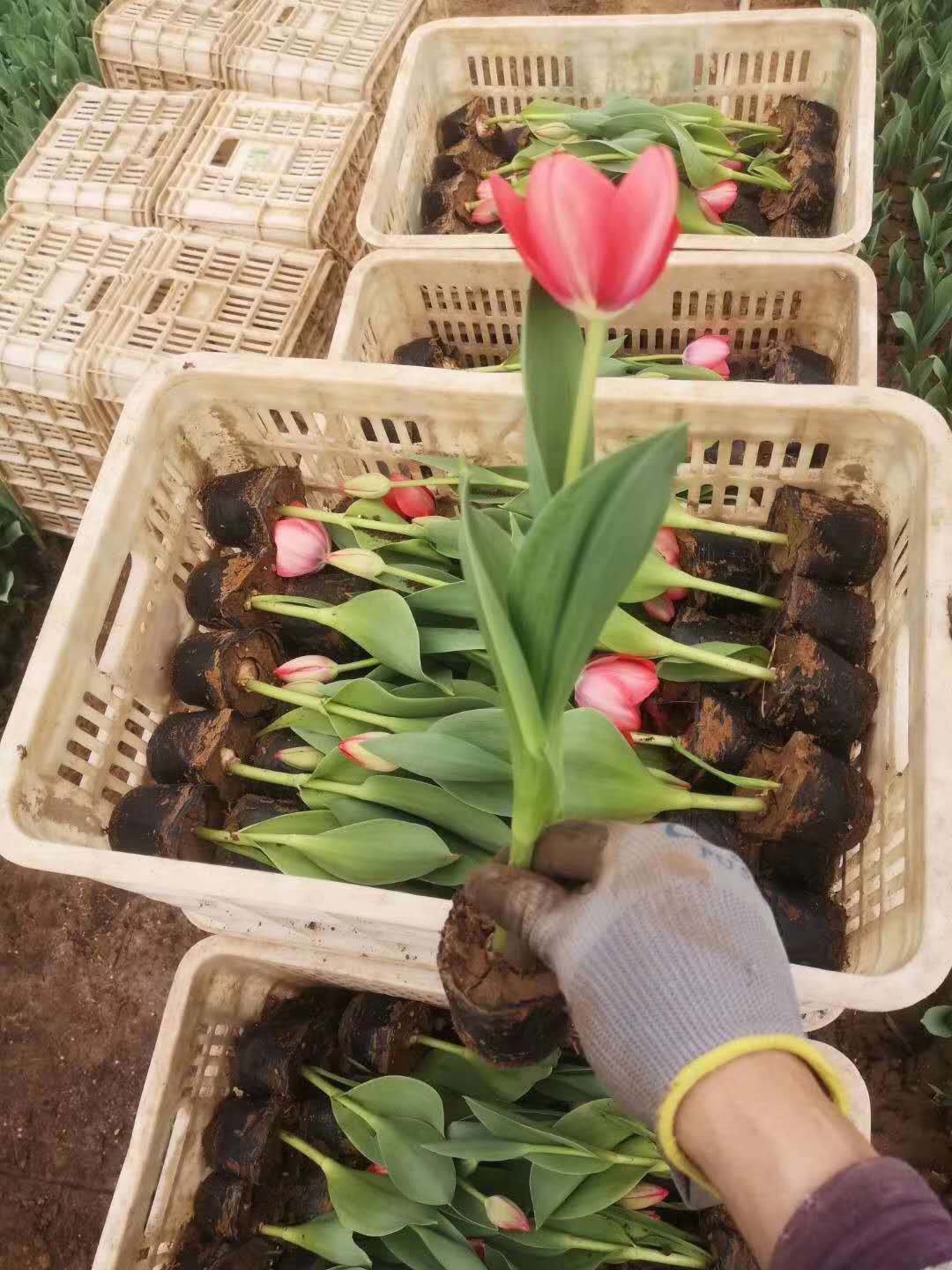 贵州 郁金香苗 志雅花卉基地供应