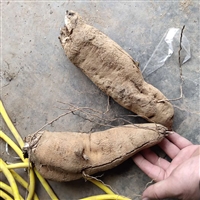 亳州高产玄参种苗传统种植技术