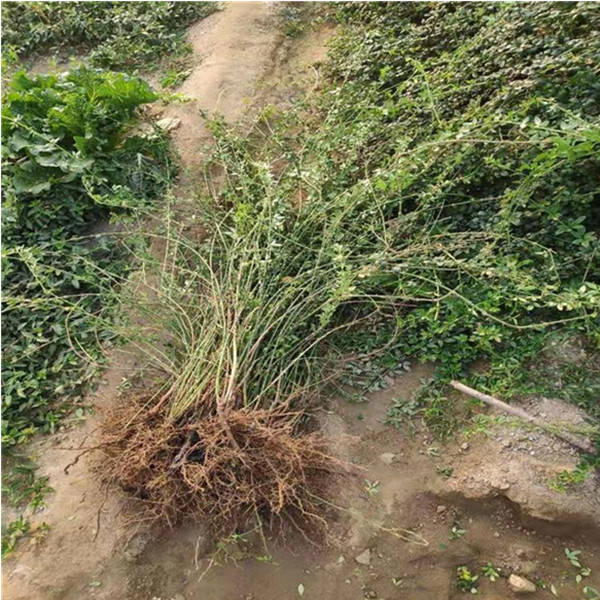 迎春苗基地批发园林绿化苗木迎春小苗价格