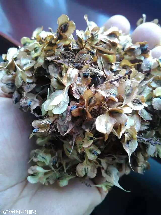 虎杖种子虎杖种子价格虎杖种子产地批发价格