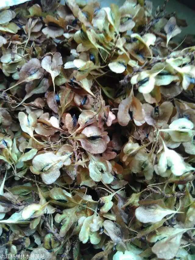 虎杖种子虎杖种子价格虎杖种子产地批发价格