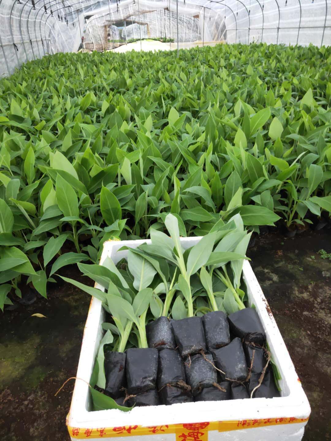 广西香蕉苗西贡粉蕉苗培育基地