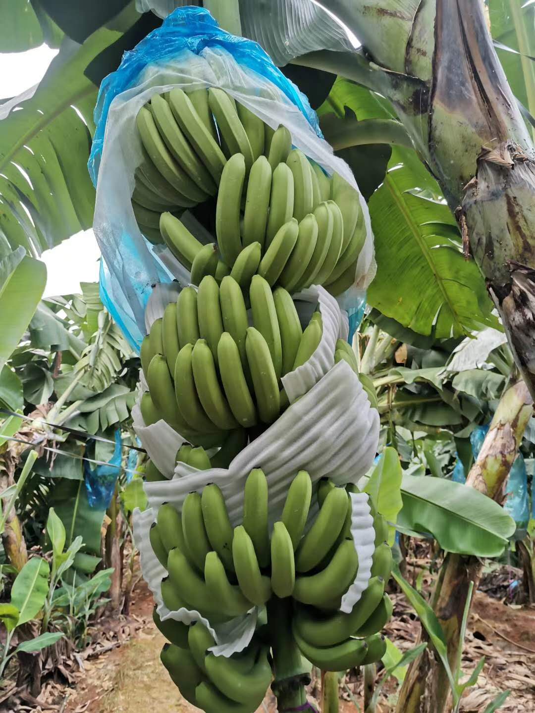 广西农科院制种香蕉苗西贡蕉苗金粉1号蕉苗组培苗产地50kg包装规格