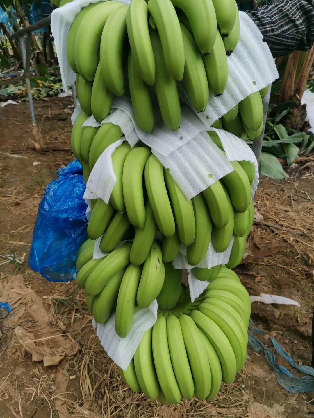 广西大型香蕉粉蕉种苗场 产品描述特征特性: "桂蕉6号"属香芽蕉类