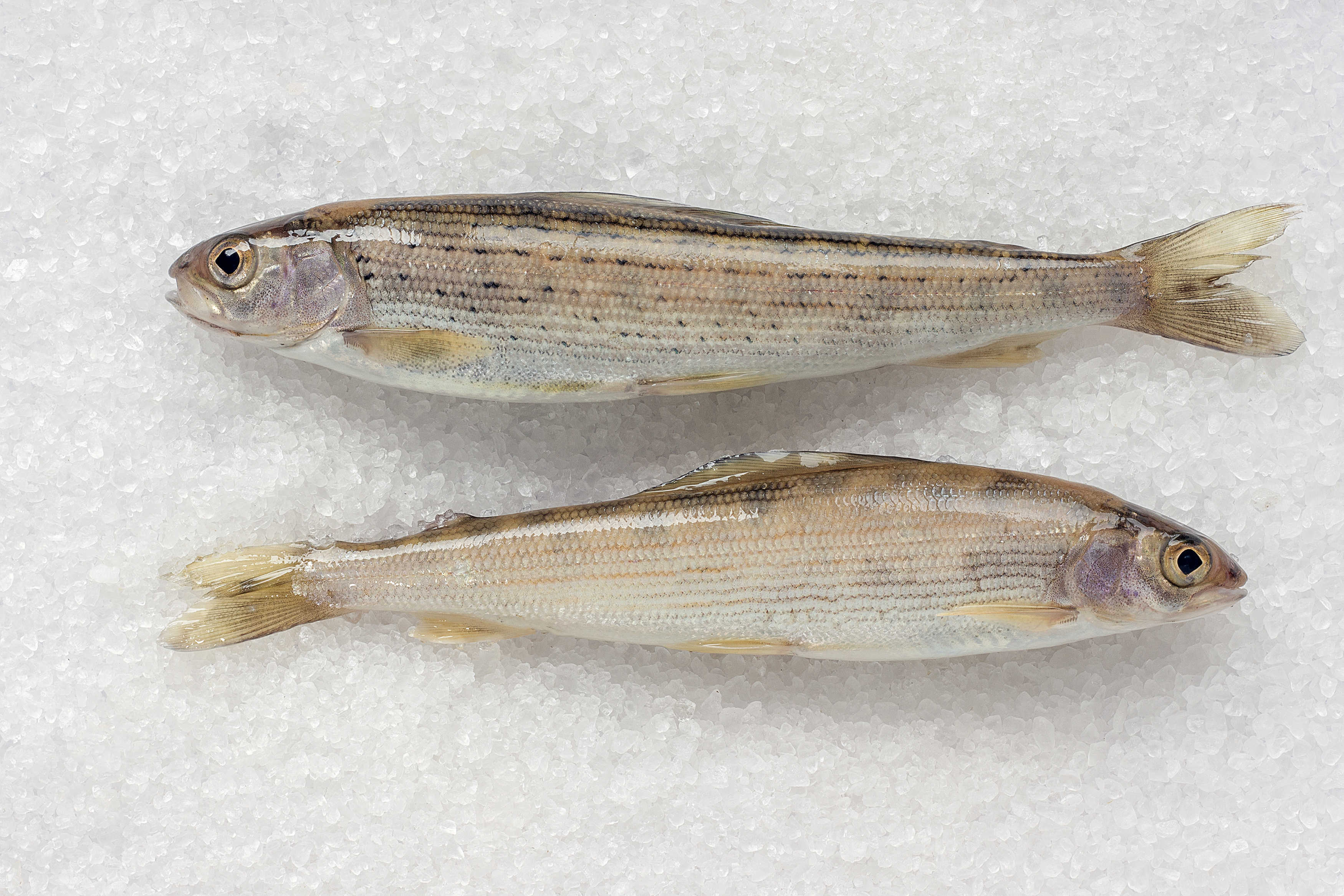 销售东北黑龙江斑鳟子鱼,东北黑龙江斑鳟子鱼供应