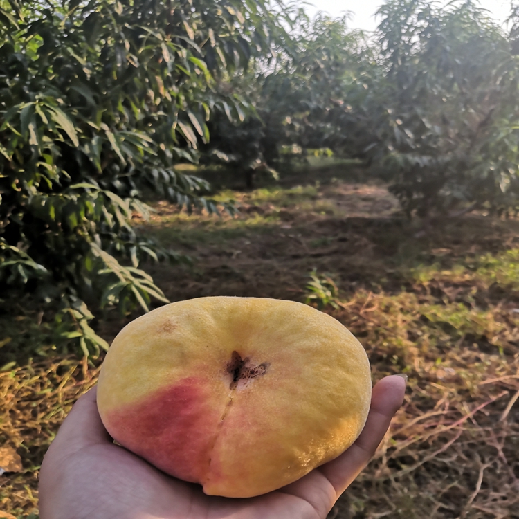 瑞硕农业 瑞蟠101号毛蟠桃成活率高 批发新品种蟠桃树苗