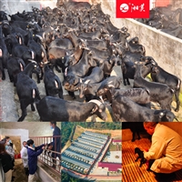 湘美黑山羊,大山林中散养,湘美黑山羊品种