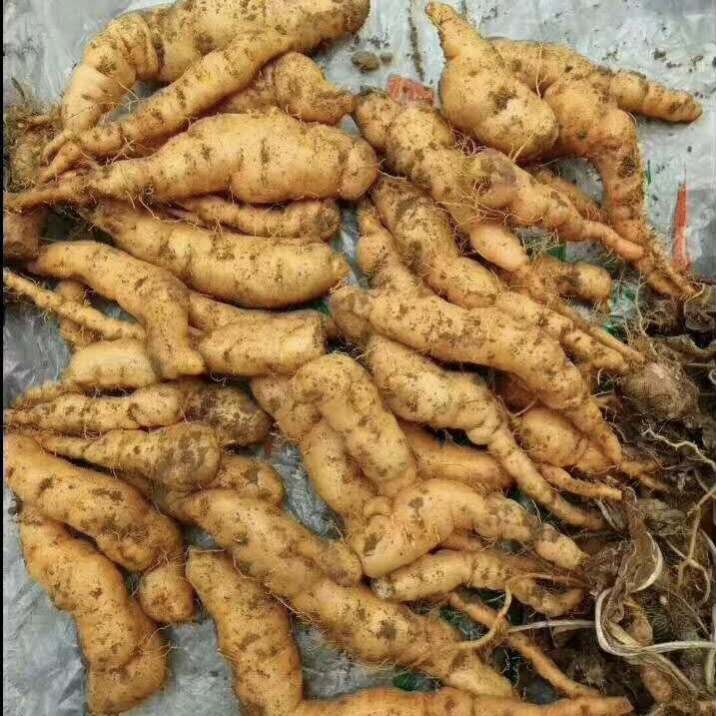 亳州一晨生地黄苗批发高产生地芽子供应商