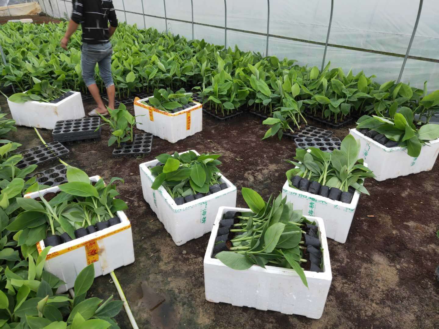 广西南宁兴旺香蕉粉蕉组培苗公司