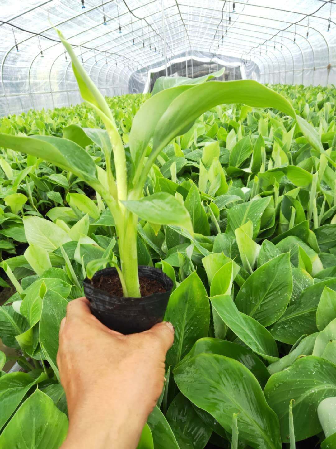 供应广西百色香蕉苗广西百色粉蕉苗广西百色西贡蕉苗种植基地