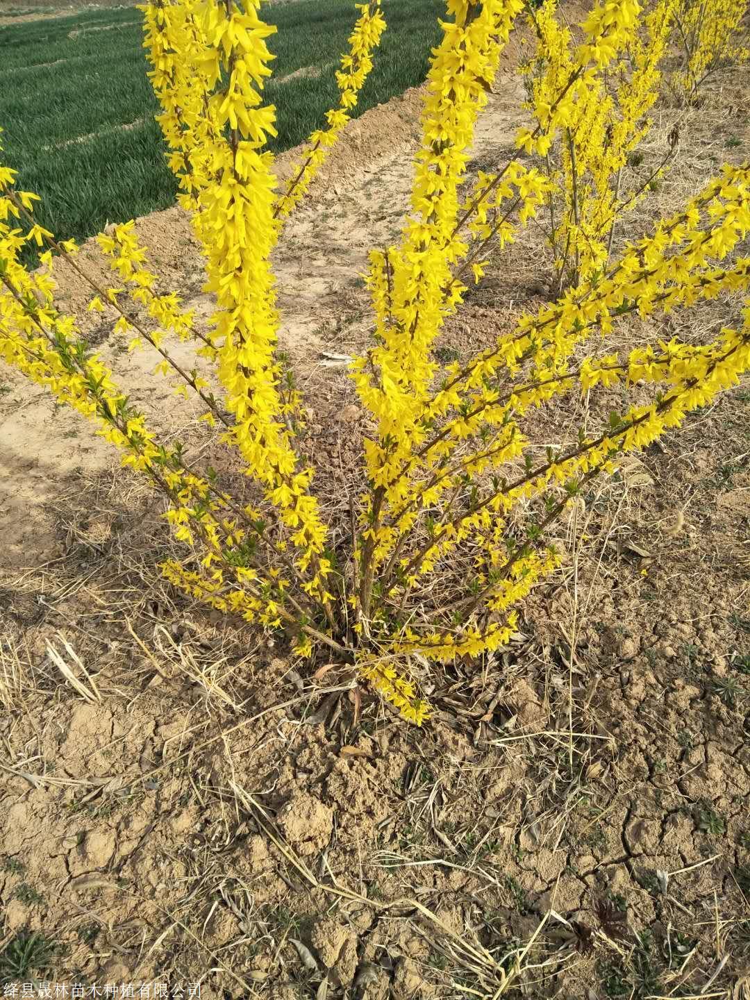 1年药用连翘苗价格2年药用连翘苗价格