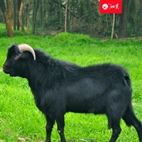 湘美黑山羊养殖林下种养经济，促进林下特色养殖发展