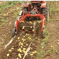 12马力手扶拖拉机红薯收获机 大棚土豆挖收机 小型蜜薯收获机