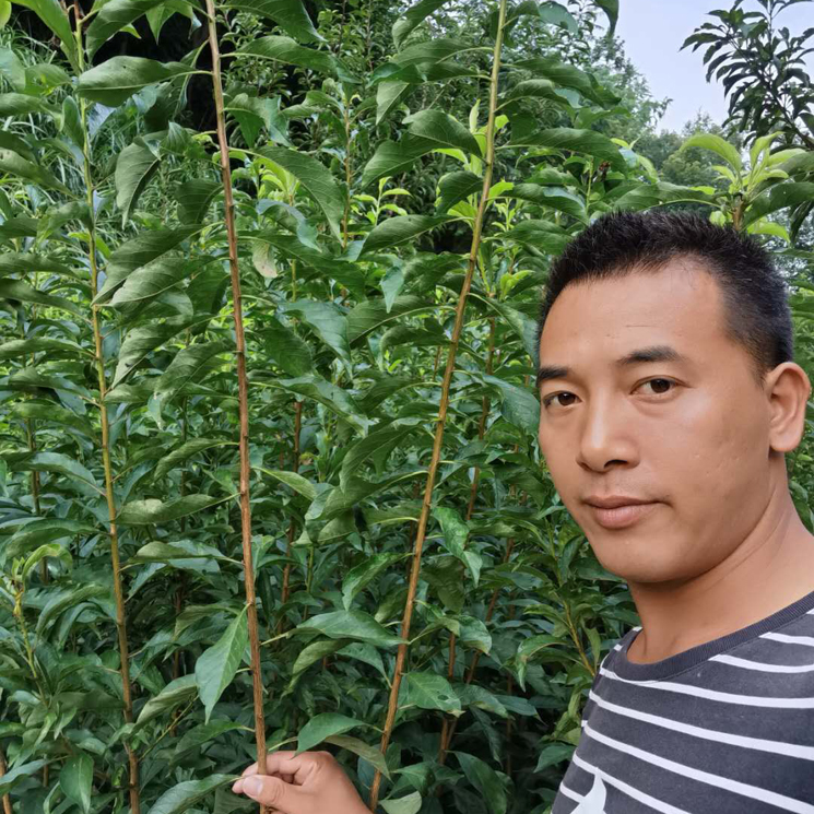 六马蜂糖李树苗 贵州正宗蜂糖李苗批发 品质保障