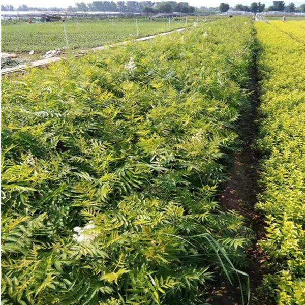 丛生珍珠梅苗批发珍珠梅苗圃珍珠梅价格报价