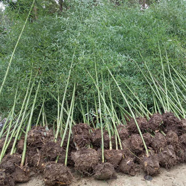 竹子苗苗圃15公分竹子苗批发