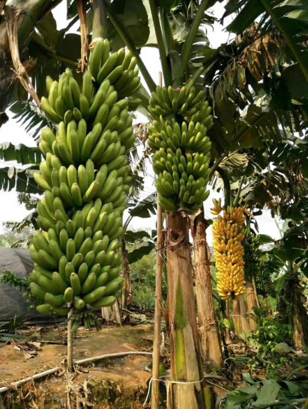 广西南宁香蕉苗粉蕉苗种植上林香蕉苗粉蕉苗场玉林香蕉粉蕉苗