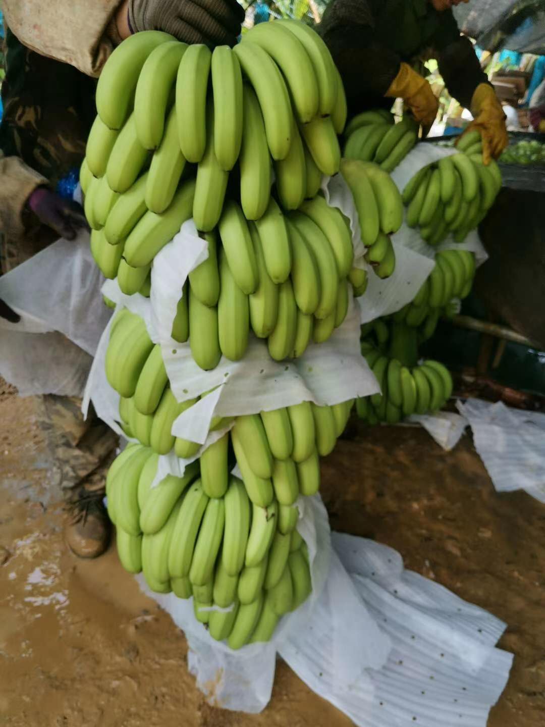 广西农科院香蕉苗金粉1号蕉苗农科院香蕉苗西贡蕉苗苹果粉蕉