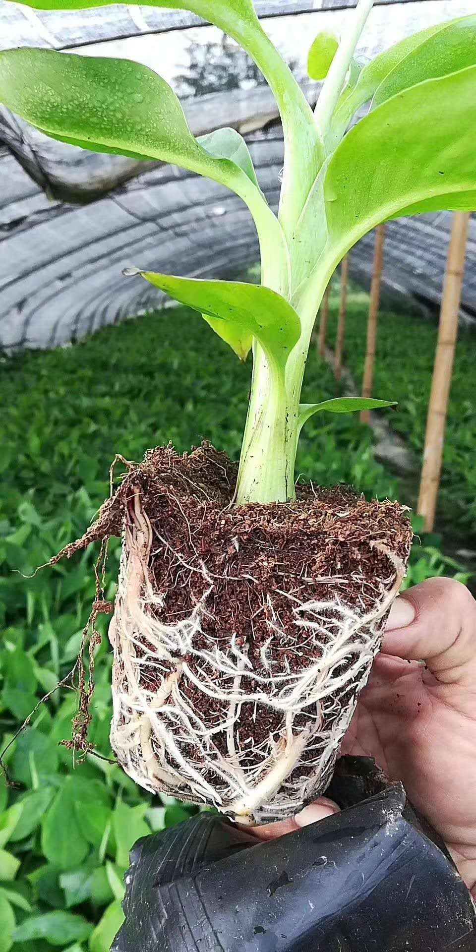 廣東湛江香蕉苗場廣東農科院香蕉苗粉蕉苗