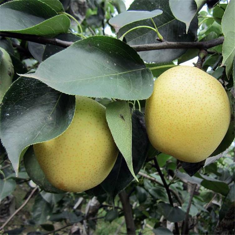 山东嫁接红梨树苗 秋月梨树批发 茂盛 批发早酥红梨树