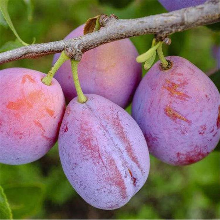 国峰七号李子苗 三华李子苗品种分析 茂盛 基地供应