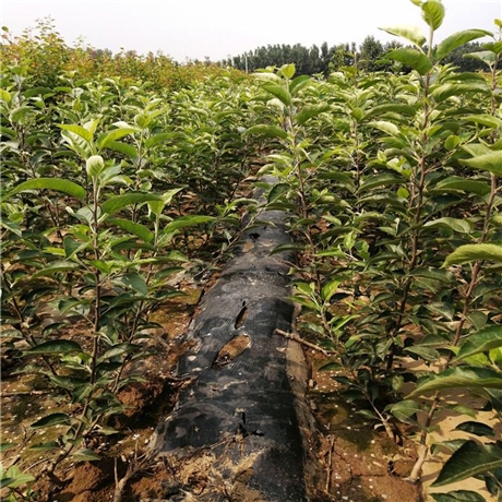 价格合理 红果山楂苗 茂盛 无籽山楂苗价格