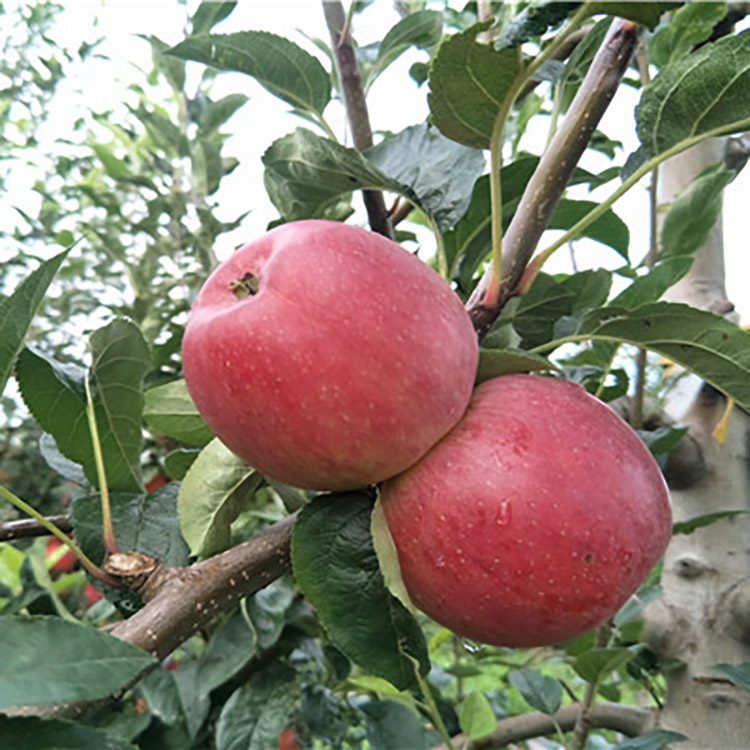 魯麗蘋果苗簡介 魯麗蘋果苗規格齊全 苗圃基地