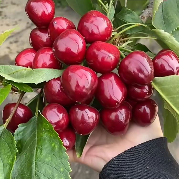 黑玫瑰大樱桃苗基地 基地直销黄蜜樱桃苗 茂盛 供应基地