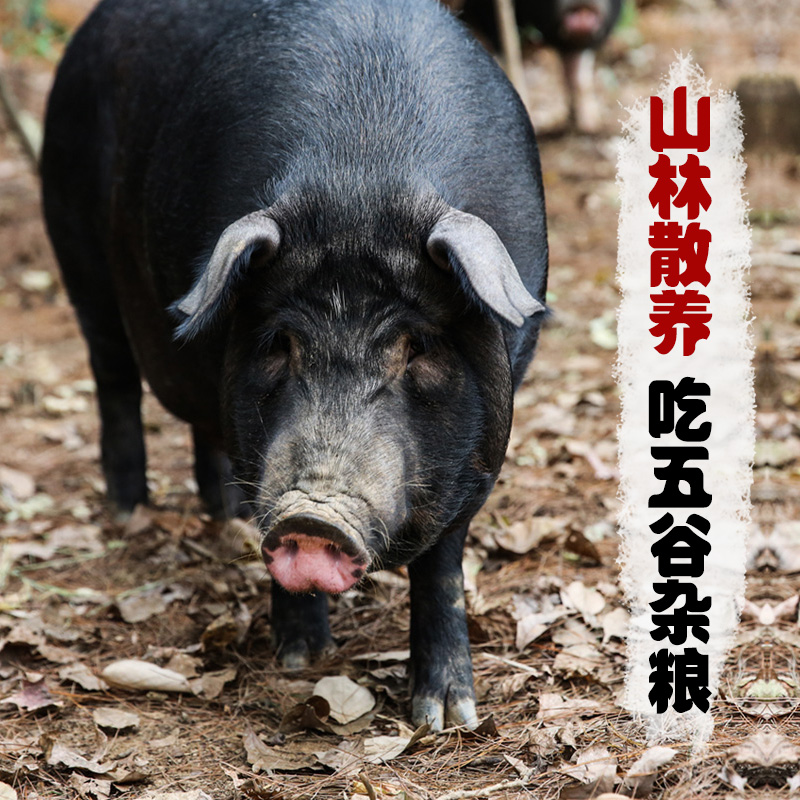 土豬蹄膀 3斤黑豬肉 土豬肉 農家散養蹄髈 新鮮豬蹄 現殺豬肘子