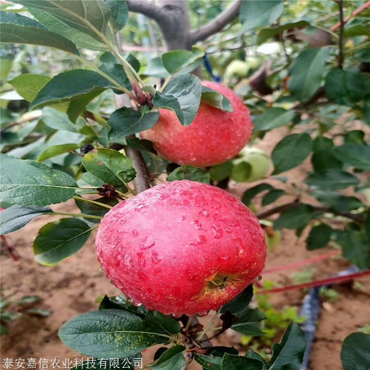 达到全红,比烟富3号早5天,色泽艳丽,初为条红,后转为片红,全红果率81%
