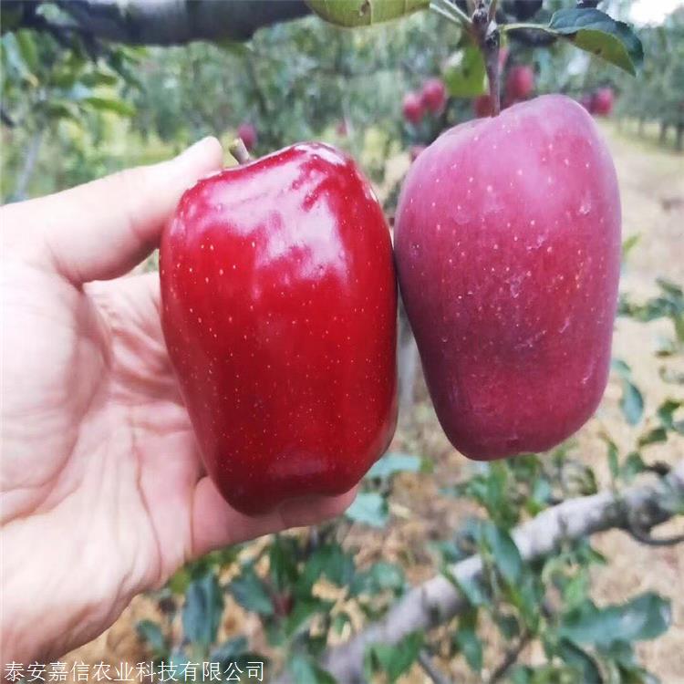 烟富10号苹果成熟期烟富10号苹果简介