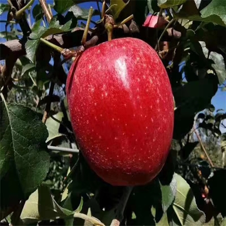 烟富10号苹果苗品种介绍烟富10号苹果苗嫁接苗报价