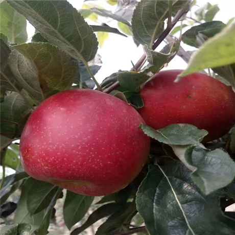 烟富10号苹果报价及简介烟富10号苹果的特点