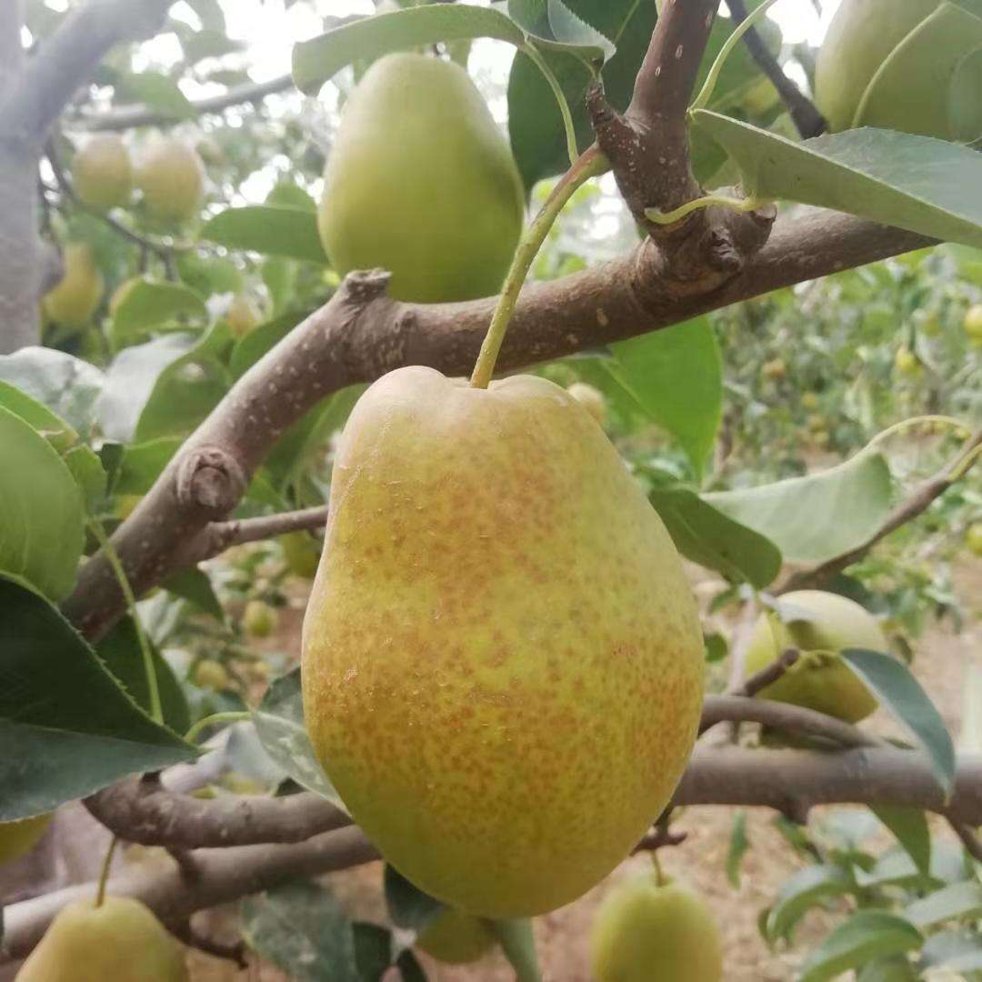 北京朝阳区雪梨中华巨梨土壤环境