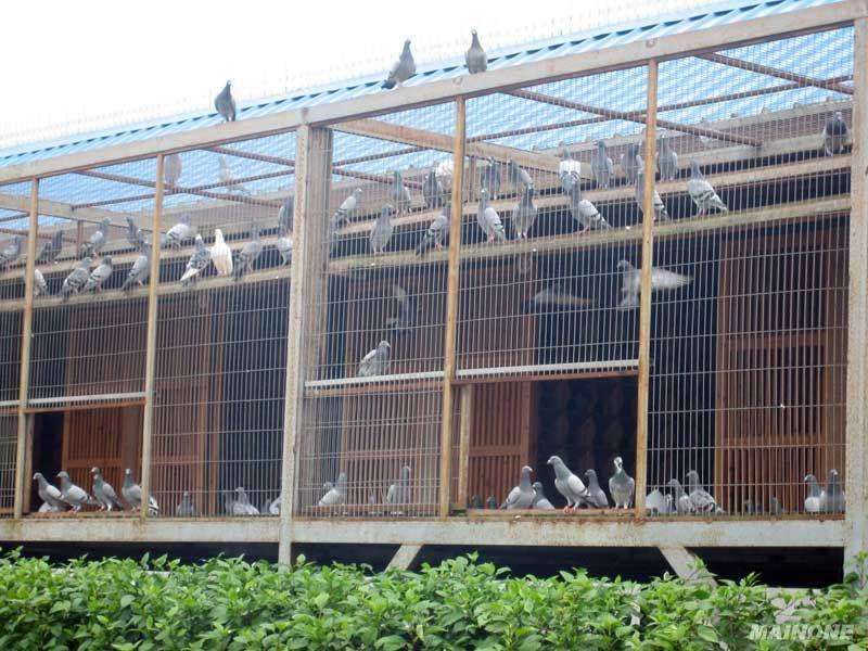 亮华养殖笼具厂定做防锈鸽子笼加粗12位鸽笼子16位肉鸽笼信鸽