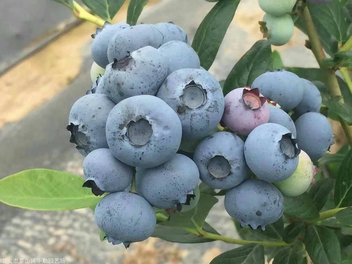 朱莉塔蓝莓品种介绍图片