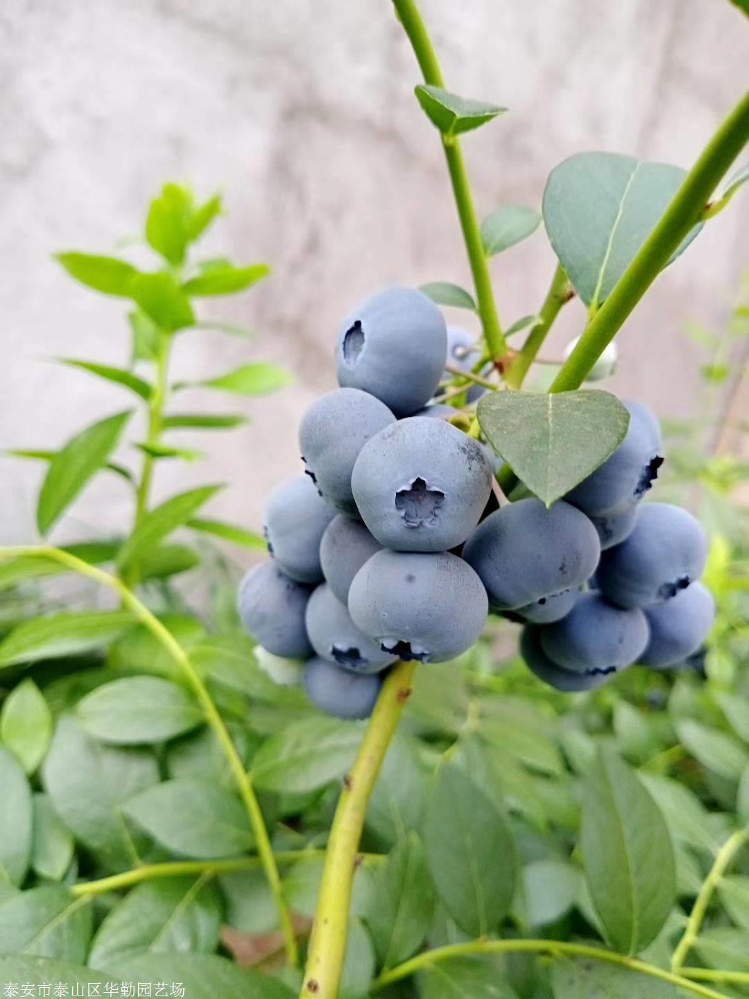 地栽大果蓝金蓝莓苗栽培技术山东地栽蓝金蓝莓苗产地