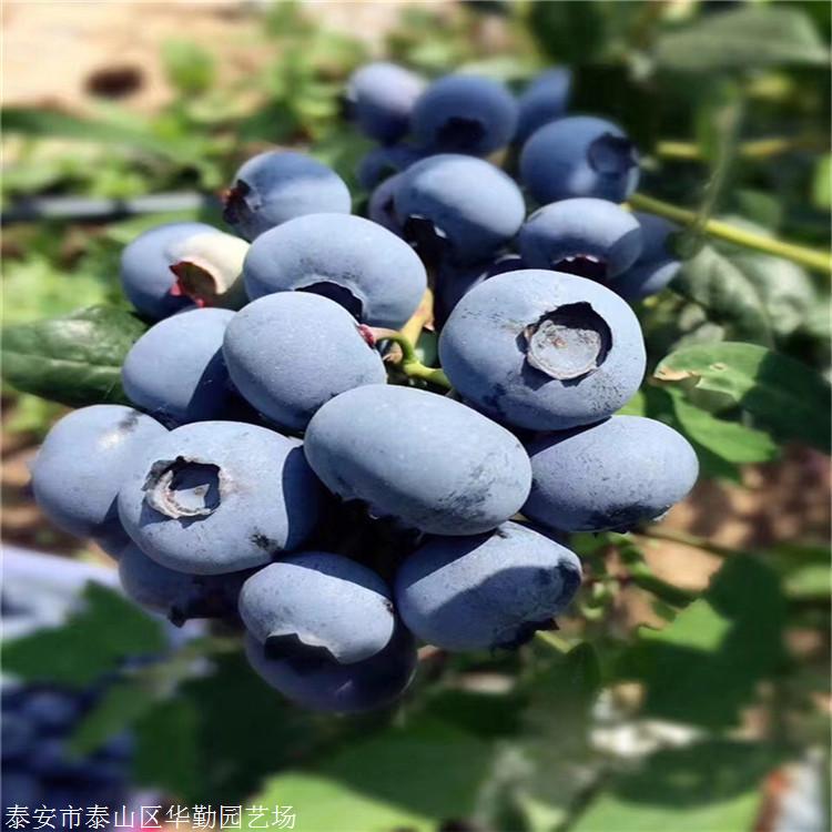 极早熟明星蓝莓苗地栽培育方法地栽的明星蓝莓苗品种