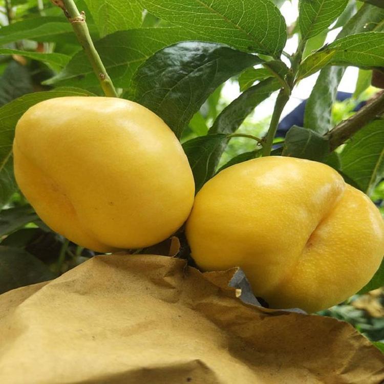 中蟠101桃树苗供应 黄金蜜1号价格优惠 国迎 突围桃树苗长期供应