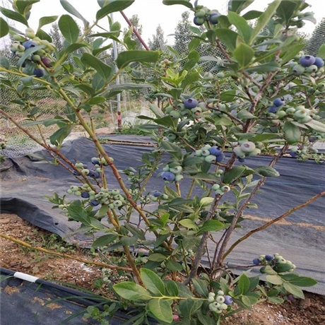 高产量优瑞卡蓝莓苗大量现货 华勤苗木 2年蓝莓苗