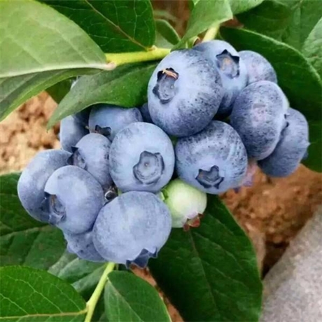 5年蓝莓苗现货销售 华勤苗木 春高蓝莓苗