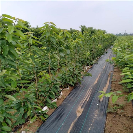 1公分齐早樱桃苗报价3年苗查结果车厘子樱桃苗国迎提供上门