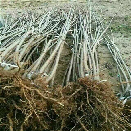 1公分齐早樱桃苗报价3年苗查结果车厘子樱桃苗国迎提供上门