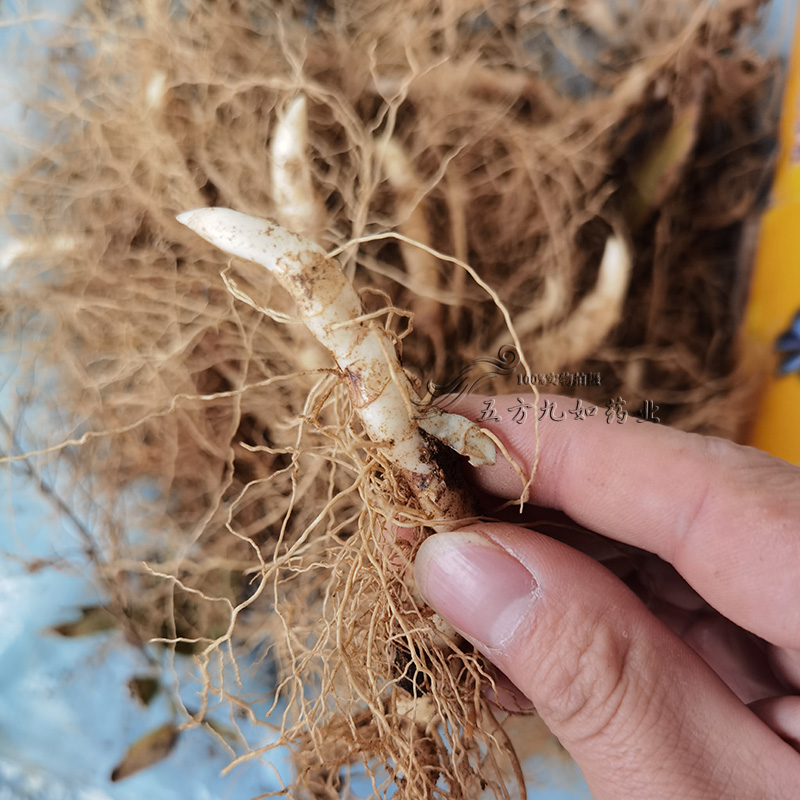 玉竹苗价格 中药材玉竹苗批发 回收产品