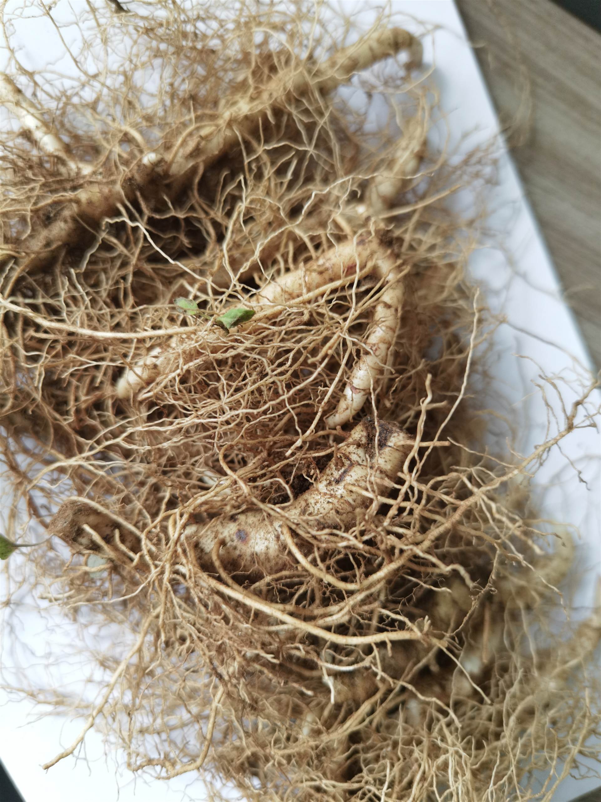 玉竹苗价格 中药材玉竹苗批发 回收产品