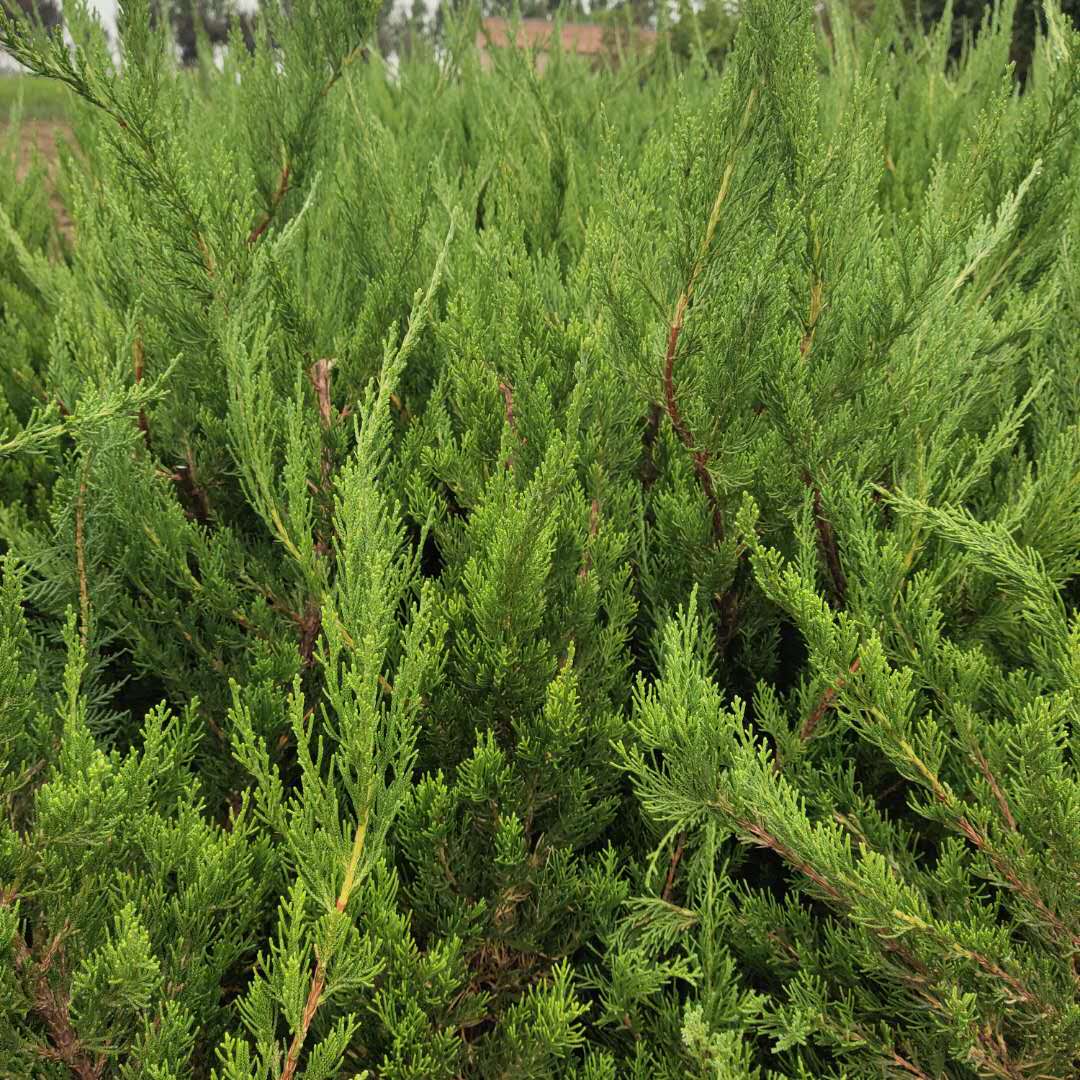 龍柏自家苗圃種植龍柏規格齊全價格優惠