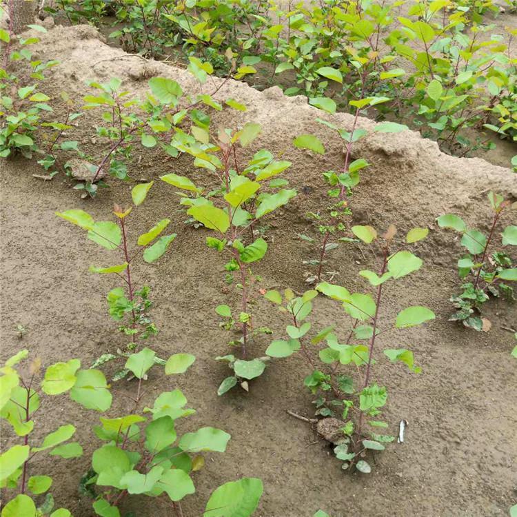 防护树供应黄栌树苗好成活易管理黄栌苗炳田基地直售黄栌小苗