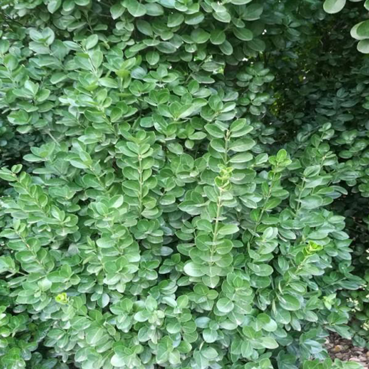 北海道冬青四季常青 大量批发北海道黄杨 炳田 规格齐全